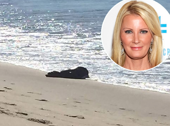 Sandra Lee, Seal Sandra Lee, Seal